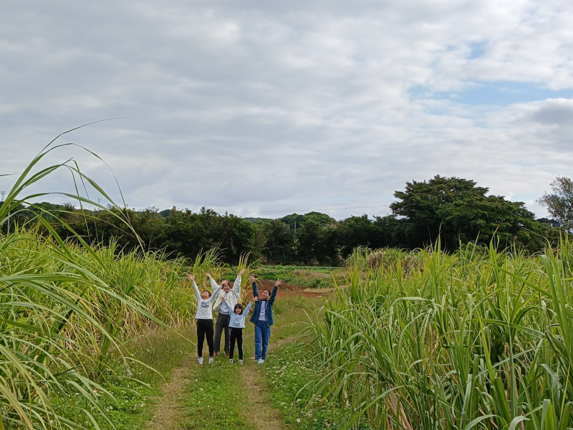 サトウキビ畑にて